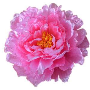 仿真牡丹花舞蹈道具手拿花头饰花仿真花假花牡丹芍药绢花演出用花