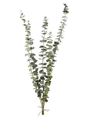 尤加利叶干花花束北欧天然植物花材轻奢极简风eucalyptus笨拙的象