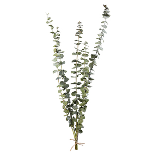 尤加利叶干花花束北欧天然植物花材轻奢极简风eucalyptus笨拙的象