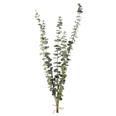 尤加利叶干花花束北欧天然植物花材轻奢极简风eucalyptus笨拙的象