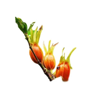 热卖野生黄栀子花树苗药用原生山枝子品种中药材盆栽花卉庭院绿植