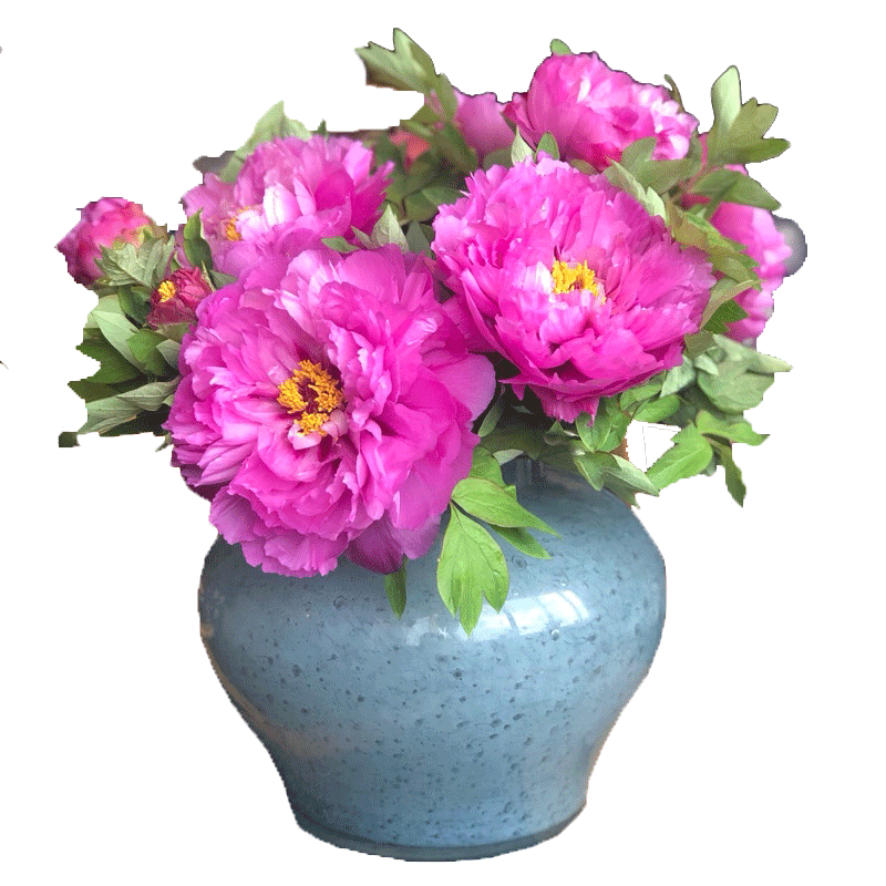 牡丹鲜花花束鲜切花速递