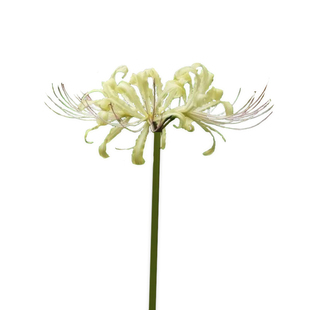 乳白色曼珠沙华彼岸花石蒜庭院室内盆栽花卉稀有植物多年生大球根