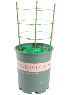 园艺用品藤本支架植物月季
