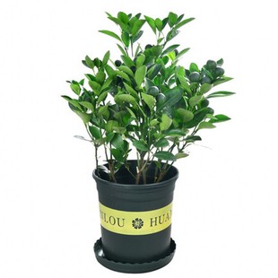 带果金桔盆栽树苗四季果树食用小金桔苗脆皮金橘室内阳台招财植物