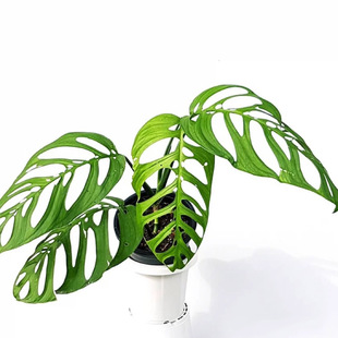 大巨洞龟背竹ME巨洞MA安德森开洞仙洞锦斜叶龟 多孔爬藤植物盆栽