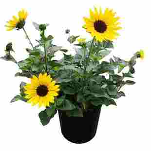 光辉岁月向日葵盆栽花苗小苗花卉矮化无限阳光苗太阳耐热植物包邮