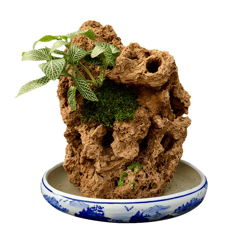 上水石吸水石植物草籽盆栽微景观其它园艺用品