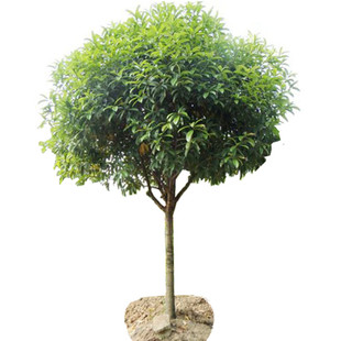 高杆桂花树苗大树4-8公分八月金桂丹桂状元红浓香型庭院大型绿植