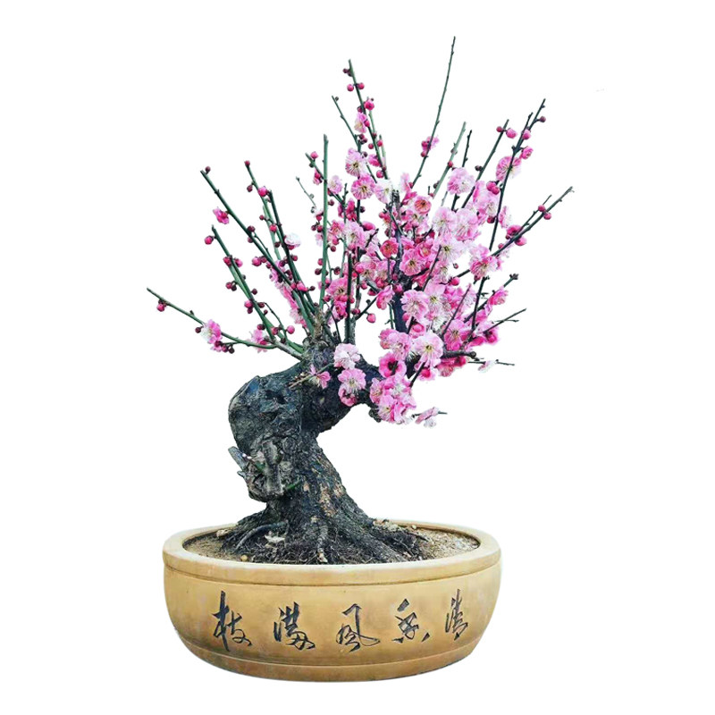 骨里红梅盆栽老桩梅花宫粉绿梅骨里红梅花老桩原生梅花盆栽