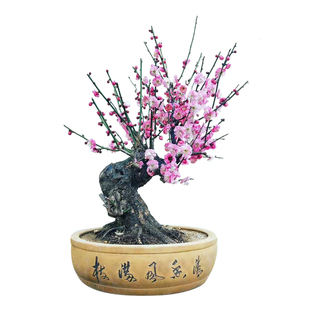 骨里红梅盆栽老桩梅花宫粉绿梅骨里红梅花老桩原生梅花盆栽