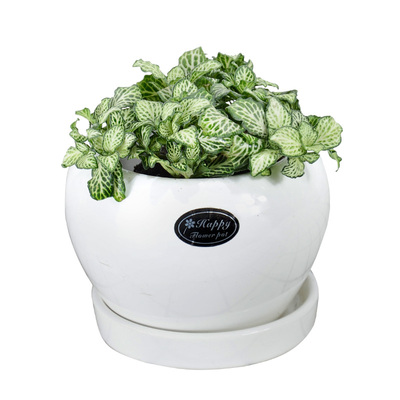 网纹草室内桌面净化空气绿植