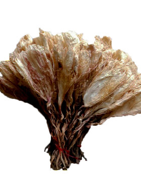 天然可食用煲汤泡水昙花