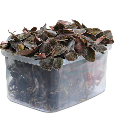 种植鲜品新鲜南靖500克金线莲