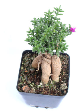 绿植姬红小松室内装饰多肉植物