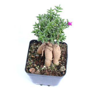 姬红小松 开花多肉植物组合小盆栽 块根老桩盆景室内装饰群生绿植