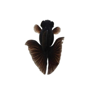 黑碟尾观赏鱼金鱼活体淡水鱼龙睛鱼蝶尾鱼活体冷水鱼墨龙睛小金鱼