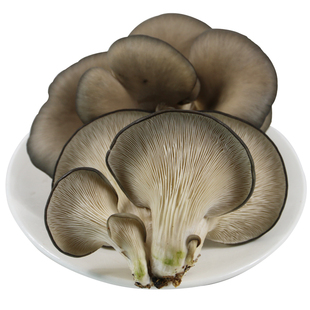 密农人家 密云新鲜平菇300g 农家蘑菇肉厚肥嫩 食用菌类新鲜蔬菜