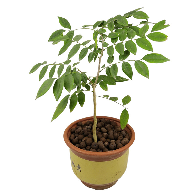 南北方种植带土易活黄花梨树苗