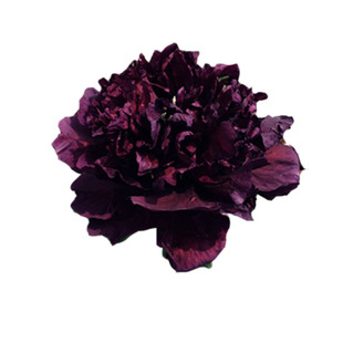 泼墨初乌冠世墨玉黑夫人黑花魁天鹅娇子皇嘉门乌金耀辉黑色牡丹苗