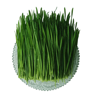 新鲜小麦草麦苗榨汁喝全天然高碱性麦绿素做青团青汁家用营养食品