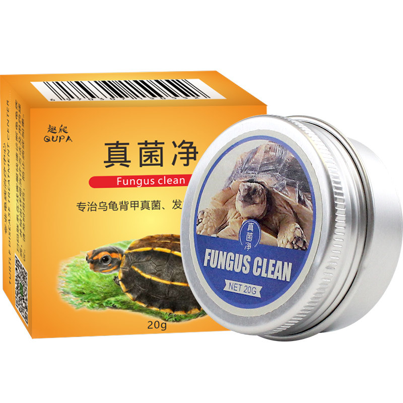 发白感染背甲真菌净乌龟