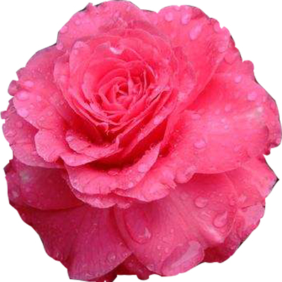 名贵桃红恨天高茶花绿植盆栽