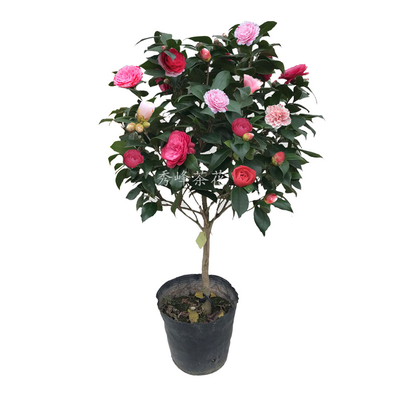 茶花盆栽阳台庭院四季五色赤丹