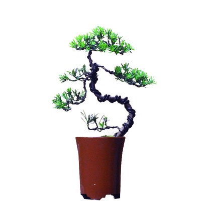 包邮雀盆景松树柏小四季常青植物