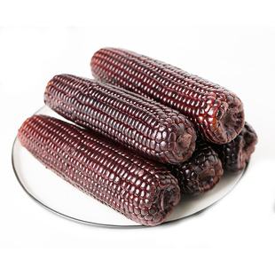 山西忻州黑玉米 苞糯玉米棒粘黏甜糯新鲜紫玉米10根包邮非转基因