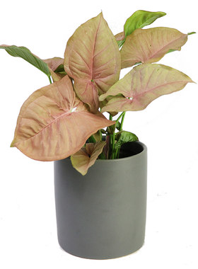 花与花器合果芋合集超多品种