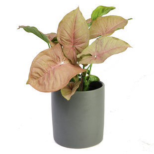 花与花器 粉色恋人合果芋红粉佳人绿精灵 室内耐阴绿植盆栽绿植墙