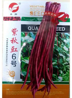 紫秋豇6号锅里变豇豆长条红花纹