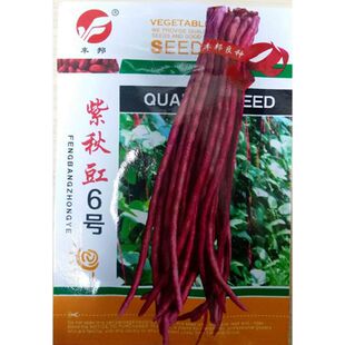 紫秋豇6号豇豆种子紫豇豆短胖缸豆角锅里变紫红江豆籽蔬菜15\30克