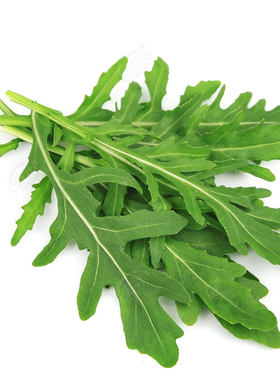 意大利进口小叶春夏四季芝麻菜