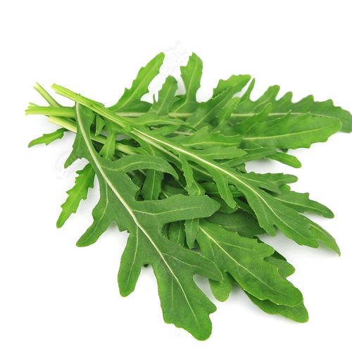 意大利小叶芝麻菜种籽大叶蔬菜种子春夏秋四季蔬菜籽孑阳台盆栽苗