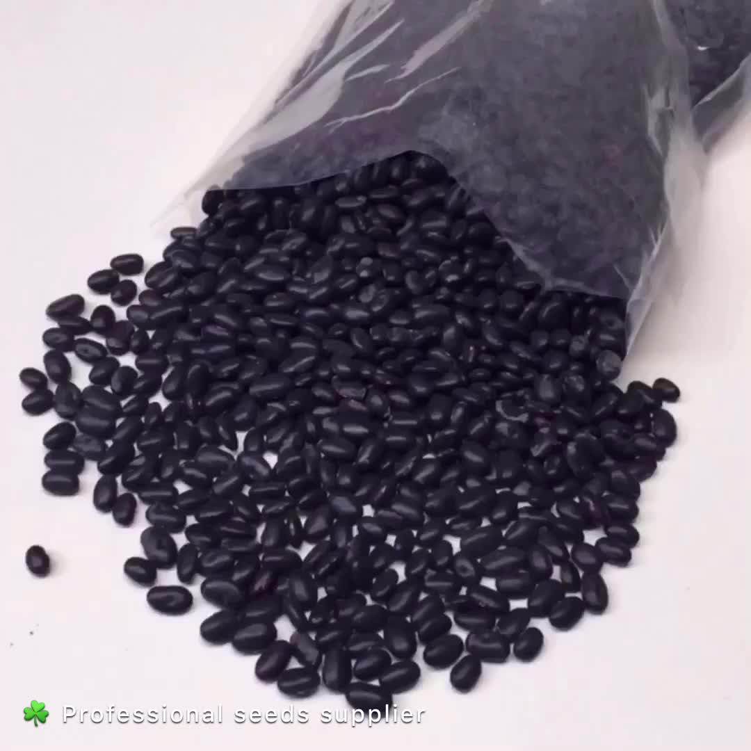 2020 Hot Sale Organic Microgreen Seeds Black Bean Seeds For Germination