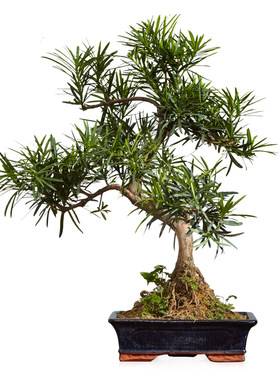 镇宅植物越火四季常青雀舌中叶