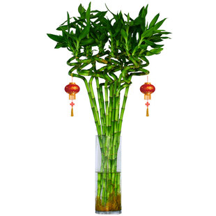 喜欢带根水培富贵竹植物转运竹弯竹龙竹开运竹子室内水养绿植花卉