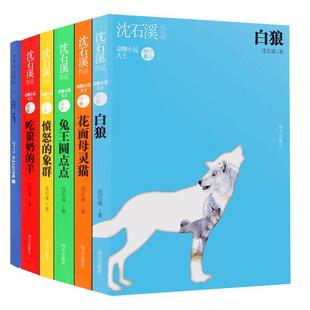 新版包邮 沈石溪动物小说全集共6册 雄鹰飞翔白狼吃狼奶的羊愤怒的象群兔王圆点点四五六年级小学生作品全系列套装的书籍9-12-15岁