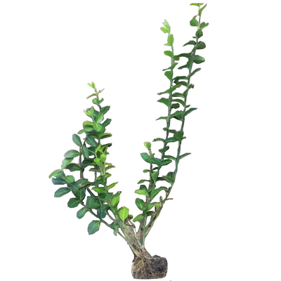 四季常青爬山虎观叶爬藤攀援植物