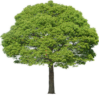 庭院工程绿化大小叶驱蚊香樟树苗