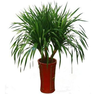 大型绿植龙须树多头龙血树龙铁树室内客厅盆栽花卉植物办公室盆景