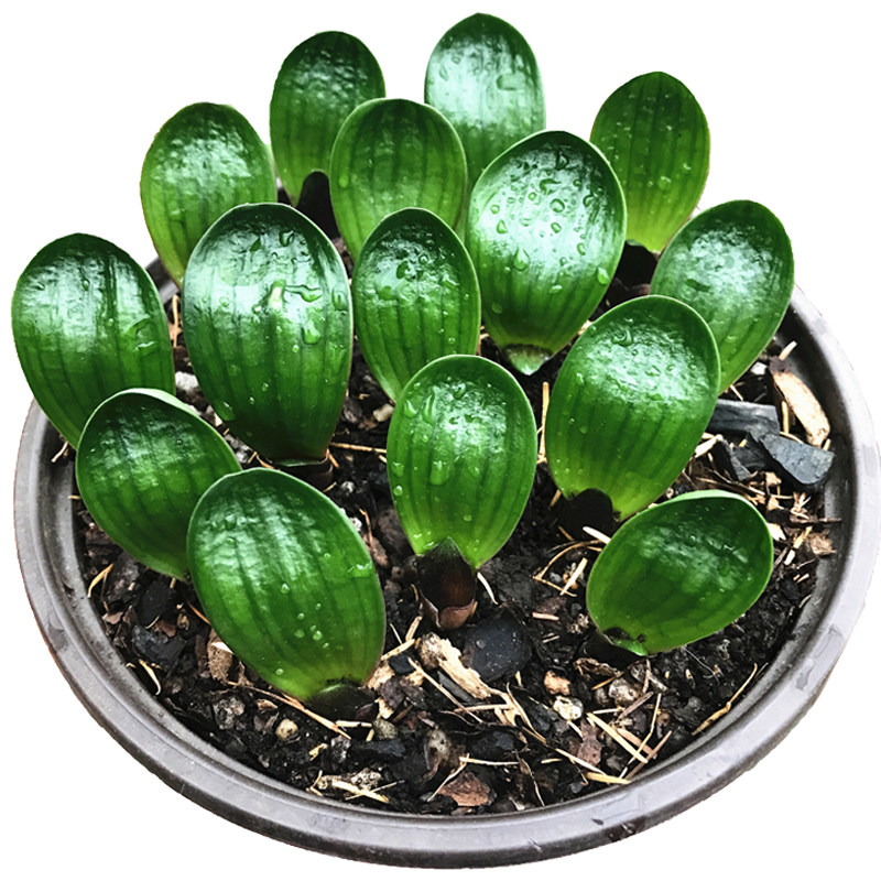 长春珍珠花苗圆头微型君子兰包邮