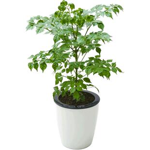 清沁 绿植盆栽幸福树 平安树办公室摆放常绿室内净化空气花卉植物