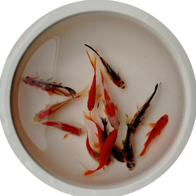 小型好养耐活淡水观赏鱼