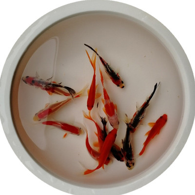 小型好养耐活淡水观赏鱼