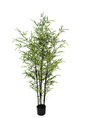 花盆桧柏快柏小苗小苗 蜀快树苗庭院植物绿化苗木工程四季常青