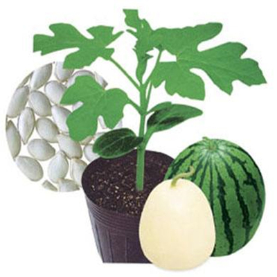 种籽嫁接专用耐寒包邮铁木白南瓜