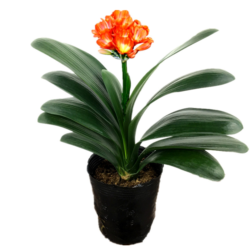 包邮客厅绿植绿植盆栽君子兰包邮